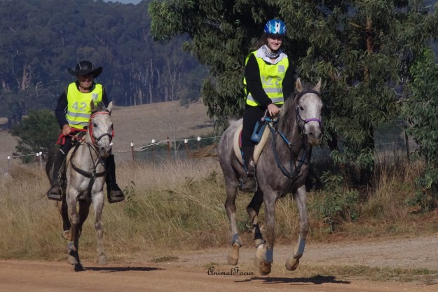 Mia rode Safour in the 80km on Sunday. This ride qualified Safour to Yellow book.