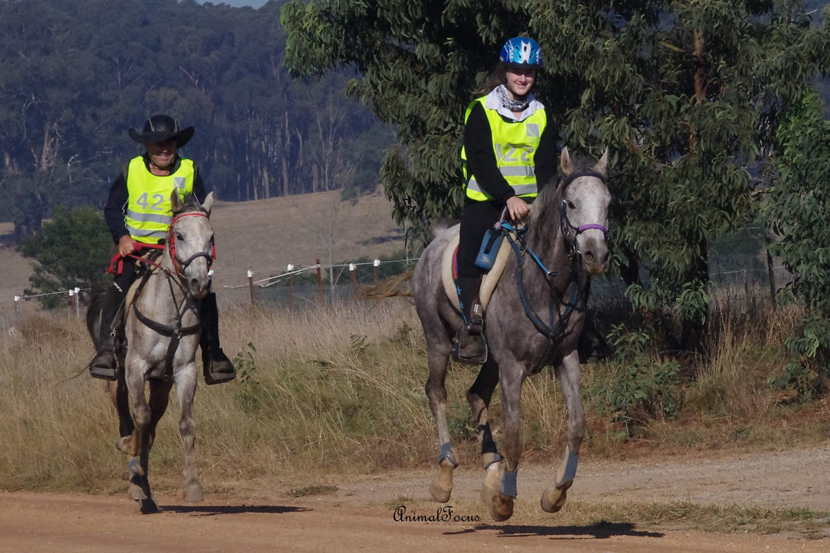 Mia rode Safour in the 80km on Sunday. This ride qualified Safour to Yellow book.